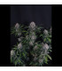 Lemon Cherry Sundae Fast Buds | Αυτόματοι Σπόροι Κάνναβης