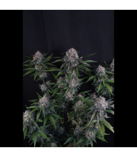 Lemon Cherry Sundae Auto