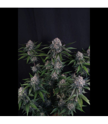 Lemon Cherry Sundae Fast Buds | Αυτόματοι Σπόροι Κάνναβης