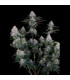 Lemon Cherry Sundae Fast Buds | Αυτόματοι Σπόροι Κάνναβης