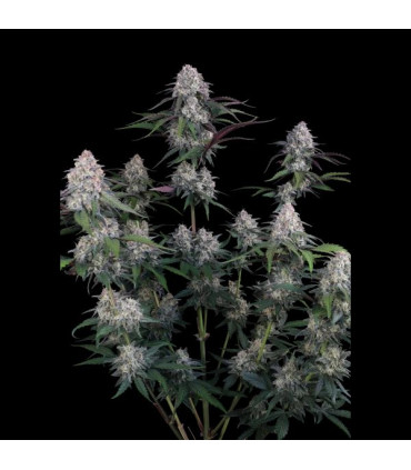 Lemon Cherry Sundae Fast Buds | Αυτόματοι Σπόροι Κάνναβης