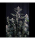 Lemon Tree Auto Fast Buds | Αυτόματοι Σπόροι Κάνναβης