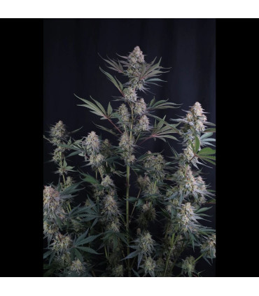 Lemon Tree Auto Fast Buds | Αυτόματοι Σπόροι Κάνναβης