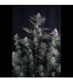 Lemon Tree Auto