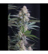 Lemon Tree Auto Fast Buds | Αυτόματοι Σπόροι Κάνναβης