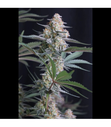 Lemon Tree Auto Fast Buds | Αυτόματοι Σπόροι Κάνναβης