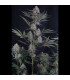 Lemon Tree Auto Fast Buds | Αυτόματοι Σπόροι Κάνναβης