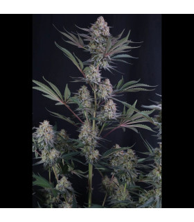 Lemon Tree Auto