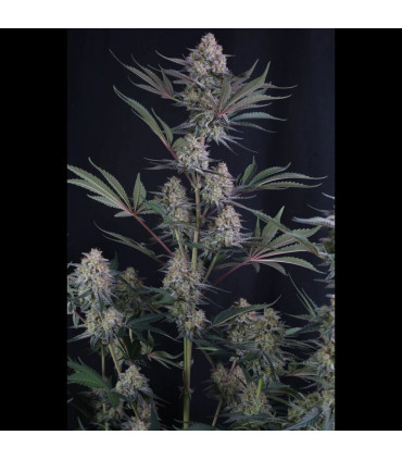 Lemon Tree Auto Fast Buds | Αυτόματοι Σπόροι Κάνναβης
