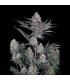 Lemon Tree Auto Fast Buds | Αυτόματοι Σπόροι Κάνναβης