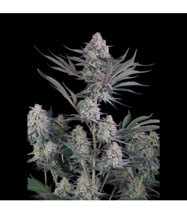 Lemon Tree Auto Fast Buds | Αυτόματοι Σπόροι Κάνναβης