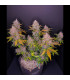 LSD-25 Auto Fast Buds | Αυτόματοι Σπόροι Κάνναβης