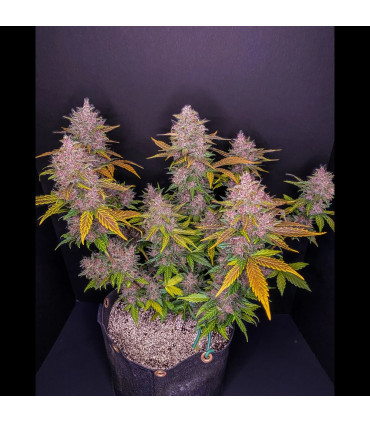LSD-25 Auto Fast Buds | Αυτόματοι Σπόροι Κάνναβης