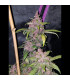 LSD-25 Auto Fast Buds | Αυτόματοι Σπόροι Κάνναβης