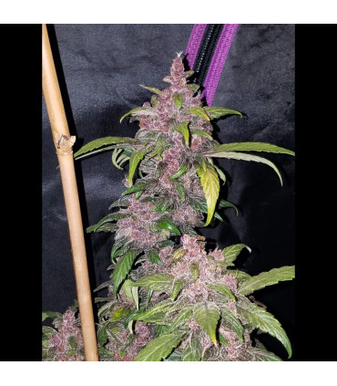 LSD-25 Auto Fast Buds | Αυτόματοι Σπόροι Κάνναβης