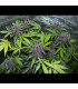 LSD-25 Auto Fast Buds | Αυτόματοι Σπόροι Κάνναβης