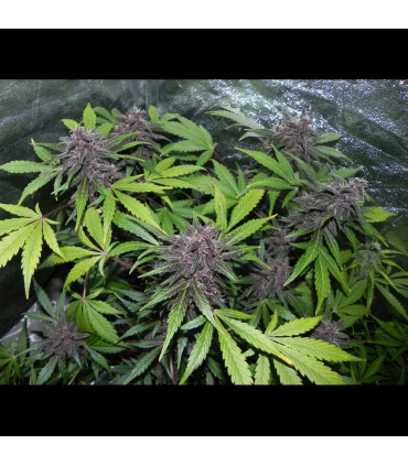LSD-25 Auto Fast Buds | Αυτόματοι Σπόροι Κάνναβης