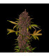 LSD-25 Auto Fast Buds | Αυτόματοι Σπόροι Κάνναβης