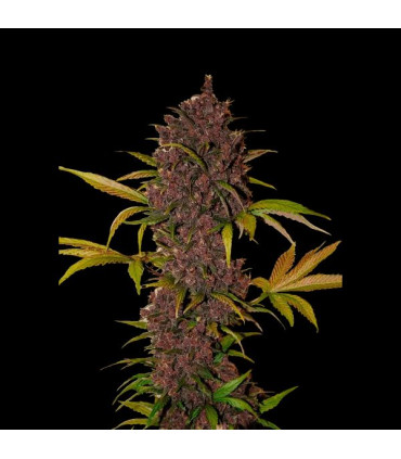 LSD-25 Auto Fast Buds | Αυτόματοι Σπόροι Κάνναβης