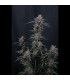 Mango Cherry Runtz Fast Buds | Αυτόματοι Σπόροι Κάνναβης