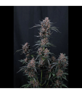 Mango Cherry Runtz Fast Buds - Αυτόματοι Σπόροι Κάνναβης