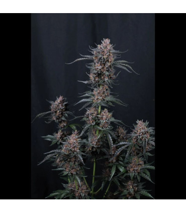 Mango Cherry Runtz Fast Buds | Αυτόματοι Σπόροι Κάνναβης