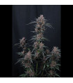 Mango Cherry Runtz Auto