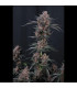 Mango Cherry Runtz Fast Buds | Αυτόματοι Σπόροι Κάνναβης