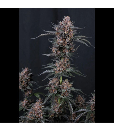 Mango Cherry Runtz Fast Buds | Αυτόματοι Σπόροι Κάνναβης