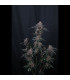 Mango Cherry Runtz Fast Buds | Αυτόματοι Σπόροι Κάνναβης