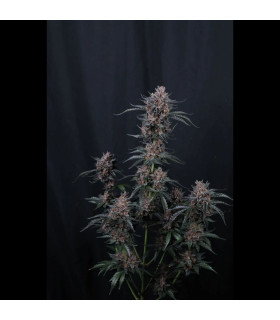 Mango Cherry Runtz Auto