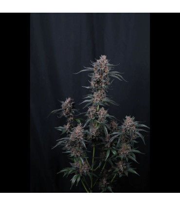 Mango Cherry Runtz Fast Buds | Αυτόματοι Σπόροι Κάνναβης