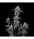 Mango Cherry Runtz Fast Buds | Αυτόματοι Σπόροι Κάνναβης