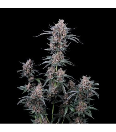 Mango Cherry Runtz Fast Buds | Αυτόματοι Σπόροι Κάνναβης