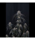 Mango Frost Auto Fast Buds | Αυτόματοι Σπόροι Κάνναβης