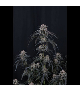 Mango Frost Auto Fast Buds - Αυτόματοι Σπόροι Κάνναβης