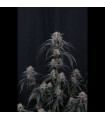 Mango Frost Auto