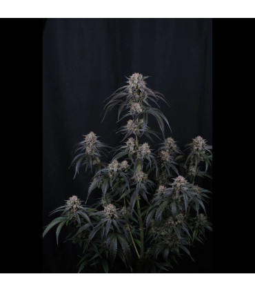 Mango Frost Auto Fast Buds | Αυτόματοι Σπόροι Κάνναβης