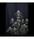 Mango Frost Auto Fast Buds | Αυτόματοι Σπόροι Κάνναβης