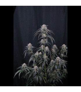 Mango Frost Auto