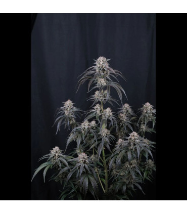 Mango Frost Auto Fast Buds | Αυτόματοι Σπόροι Κάνναβης