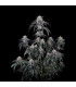 Mango Frost Auto Fast Buds | Αυτόματοι Σπόροι Κάνναβης