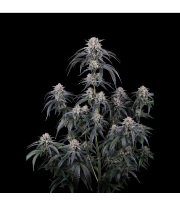 Mango Frost Auto Fast Buds | Αυτόματοι Σπόροι Κάνναβης