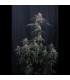 Mendo Cherry Cookies Fast Buds | Αυτόματοι Σπόροι Κάνναβης
