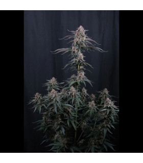 Mendo Cherry Cookies Fast Buds - Αυτόματοι Σπόροι Κάνναβης
