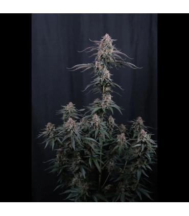 Mendo Cherry Cookies Fast Buds | Αυτόματοι Σπόροι Κάνναβης
