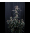Mendo Cherry Cookies Auto
