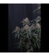 Mendo Cherry Cookies Fast Buds | Αυτόματοι Σπόροι Κάνναβης