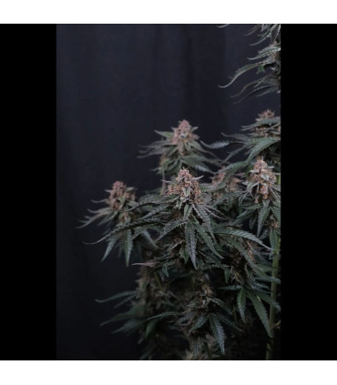 Mendo Cherry Cookies Fast Buds | Αυτόματοι Σπόροι Κάνναβης