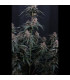 Mendo Cherry Cookies Fast Buds | Αυτόματοι Σπόροι Κάνναβης